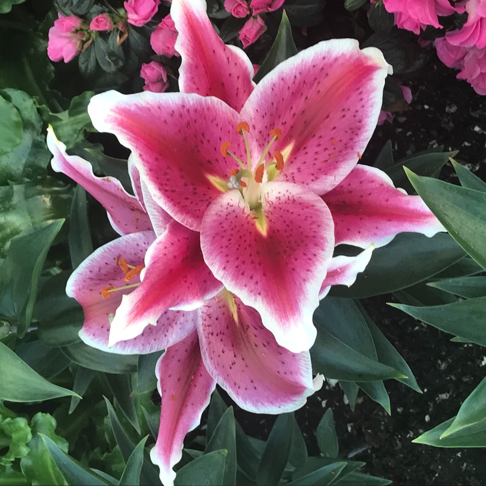 Meet your Posher, Bella